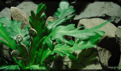Design Portfolio Reptile Plants & Succulents 128 Artificial Phoenix Tail Fern - Silk Reptile Habitat Decor Plant - SRP358 2