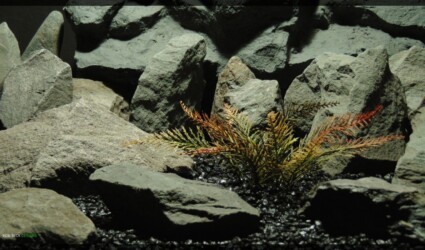 Artificial Spiked Forest Fern - Artificial Aquarium Plant - parp360