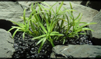 Design Portfolio Reptile Plants & Succulents 118 Artificial Variegated Matai Bush - Artificial Aquarium Plant - Ron Beck Designs PARP357 2