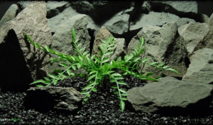 Design Portfolio Reptile Plants & Succulents 123 Artificial Sensitive Fern - Artificial Reptile Habitat Plant prp362