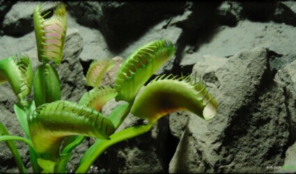 Artificial Venus Flytrap - Artificial Reptile Habitat Plant - prp363 3