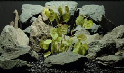 Design Portfolio Reptile Plants & Succulents 119 Artificial Chinese Money Plant Green - Reptile Habitat Plant - prp367