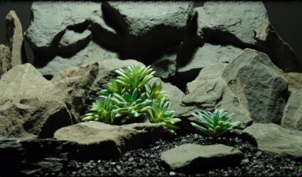 Artificial Leatherpetal Succulent - Reptile Desert Habitat - prp370