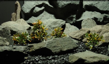 Design Portfolio Reptile Plants & Succulents 121 Artificial Matai - Woodland - Reptile Habitat Plant - prp365