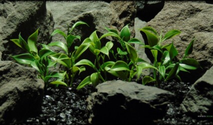 Greenery Leaf Plot - Real Touch - Artificial Reptile Habitat Plant - prp366