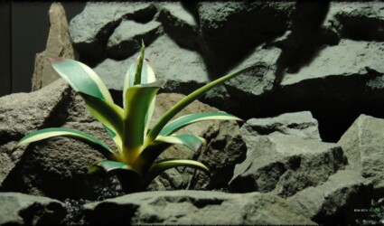 Artificial Agave Snow Glow Succulent - Reptile Desert Habitat Decor - PRP376 2