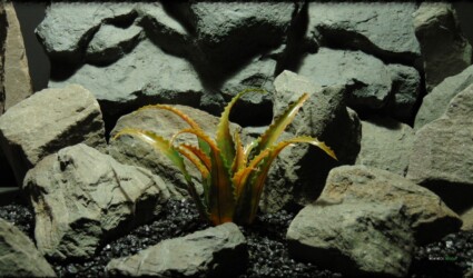 Artificial Aloe vaombe (Malagasy Tree Aloe) - Artificial Reptile Desert Decor Plant PRP37