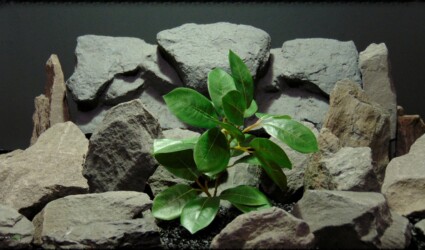 Design Portfolio Reptile Plants & Succulents 78 Artificial Lemon Leaves Plant - Silk Reptile Habitat Plant - srp373