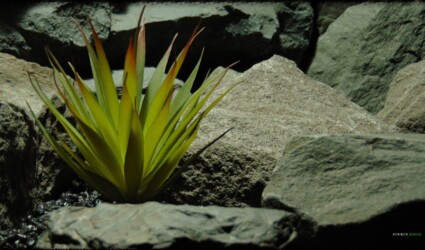 Artificial Foxtail Agave - Artificial Reptile Desert Decor Succulent - prp380 2