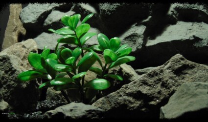 Design Portfolio Reptile Plants & Succulents 72 Artificial Jade Plant - Artificial Reptile Habitat Plant - prp382