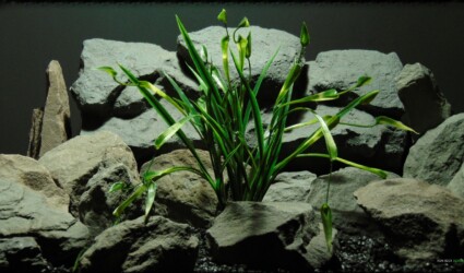 Design Portfolio Reptile Plants & Succulents 70 Artificial Chain Sword Grass - Reptile Habitat Plant - PRP384