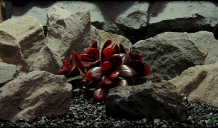 Artificial Crassula (merlot) - Reptile Habitat Plant - PRP385