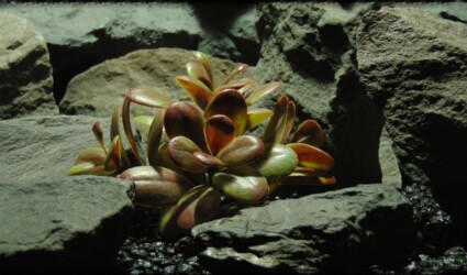 Design Portfolio Reptile Plants & Succulents 67 Artificial Crassula (mocha olive) – Reptile Habitat Plant - PRP386