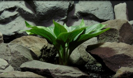 Artificial Silk Hosta Leaves - Silk Reptile Terrarium Plants - SRP392
