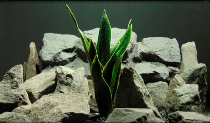 Design Portfolio Reptile Plants & Succulents 5 Artificial Sansevieria Mother in Law Tongue Reptile Habitat Plant prp393