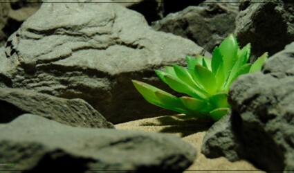 Design Portfolio Reptile Plants & Succulents 59 Artificial Echeveria elegans Succulent - Desert Reptile Decor Plant prp398 3