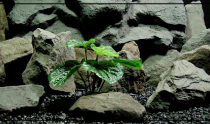 Design Portfolio Reptile Plants & Succulents 54 Artificial Peperomia Plant - Silk Reptile Terrarium Plant - SRP403
