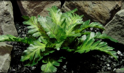 Artificial Silk Bracken Fern - Reptile Habitat Plant srp396 3