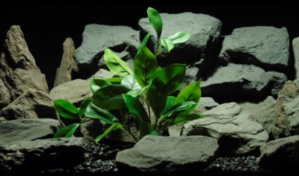 Design Portfolio Reptile Plants & Succulents 55 Artificial Silk Mandarin Leaves - Artificial Reptile Habitat Plant - Ron Beck Designs