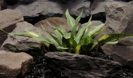 Artificial Silk Reptile Terrarium Plant - Ron Beck Designs srp400
