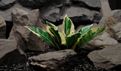 Design Portfolio Reptile Plants & Succulents 58 Artificial Silk Winter Daphne - Reptile terrarium Habitat Plnt - Ron Beck Designs srp399