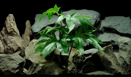 ARTIFICIAL CANNABIS Artificial Canibus Plant - Silk Reptile Terrarium Plant - SRP405