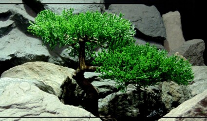 Design Portfolio Reptile Plants & Succulents 41 Artificial Cedar Bonsai - Reptile Terrarium Plant - Ron Beck Designs - prp408