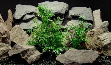 Design Portfolio Reptile Plants & Succulents 46 Artificial Dill Plants - Artificial Reptile Terrarium Plants PRP418