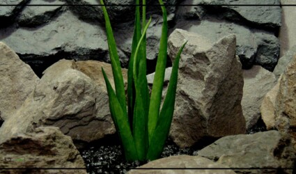 Design Portfolio Reptile Plants & Succulents 44 Artificial Soft Grass - Reptile Habitat or Home Decor Plant - prp419 4