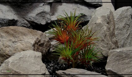 Artificial Tillandisa (Red) - Artificial Desert Reptile Decor Plant prs421 2