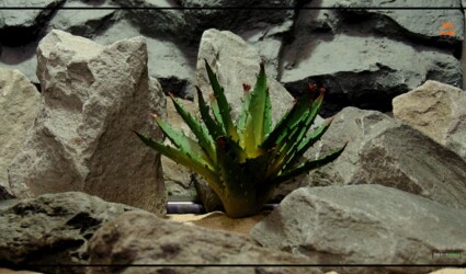 Design Portfolio Reptile Plants & Succulents 32 Artificial Agave Succulent - Desert Reptile Plant - prs430.jpg 2