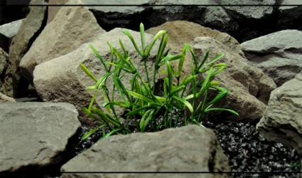Design Portfolio Reptile Plants & Succulents 17 Artificial-Rock-Samphire-Aquarium-Reptile-Habitat-Plant-parp429-2