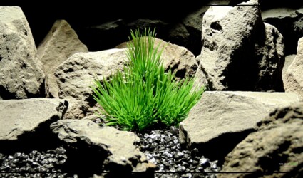 PINENEEDLE BUSH Artificial Pine Needle Bush - Desert reptile Artificial Plant - prp438