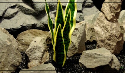 Snake Plant Sansevieria Trifasciata Laurentii - Artificial Reptile terrarium Plant - PRP441 4