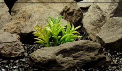 Artificial Kleinia Succulent - Reptile Desert Plant - ronbeckdesigns - prp294