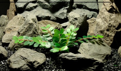 Artificial Button Fern - Artificial Silk Reptile Terrarium Plant - srp449