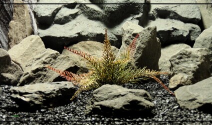 Design Portfolio Reptile Plants & Succulents 10 Artificial Spiked Forest Fern (browns) – Artificial Aquarium Reptile Plant - Ron Beck Designs parp360 4