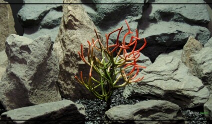 FIRE STICKS CACTUS Artificial Fire Sticks Pencil Cactus PRP469 1