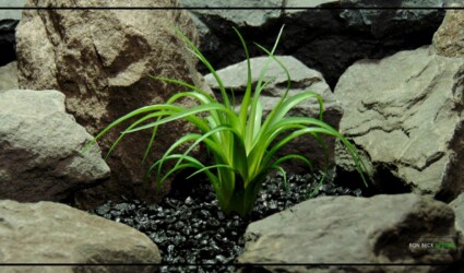 TILLANDSIA (MEDIUM) Artificial Tillandsia Medium Reptile Terrarium Plant PRP467 1