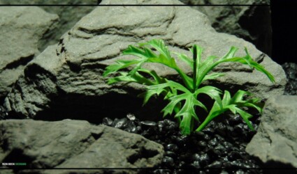 caption Artificial Staghorn Fern Plastic - Ron Beck Designs - PARP474 1