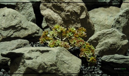 TRAILING SEDUM Artificial Trailing Sedum Desert Reptile Succulent PRS480