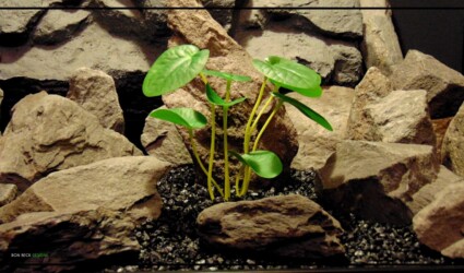 CHINESE MONEY PLANT Artificial Chinese Money Plant - Reptile Terrarium Plant - Real Touch srp485