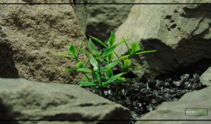 Design Portfolio Aquarium Decor Plants 2 Artificial Mini Leaves - Aquarium Reptile Plant PARP493 3