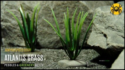 Atlantis grass with pebbles-set 3-jumping spider reptile decor-js603