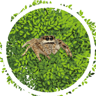 Jumping Spider Decor Product Category