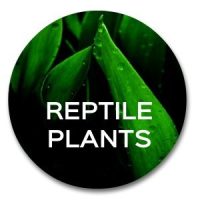 artificial plants reptile amphibian plants and succulent product catagory