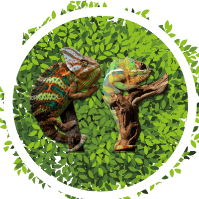 Artificial Plants | Artificial Reptile Terrarium Plants | Ron Beck Designs